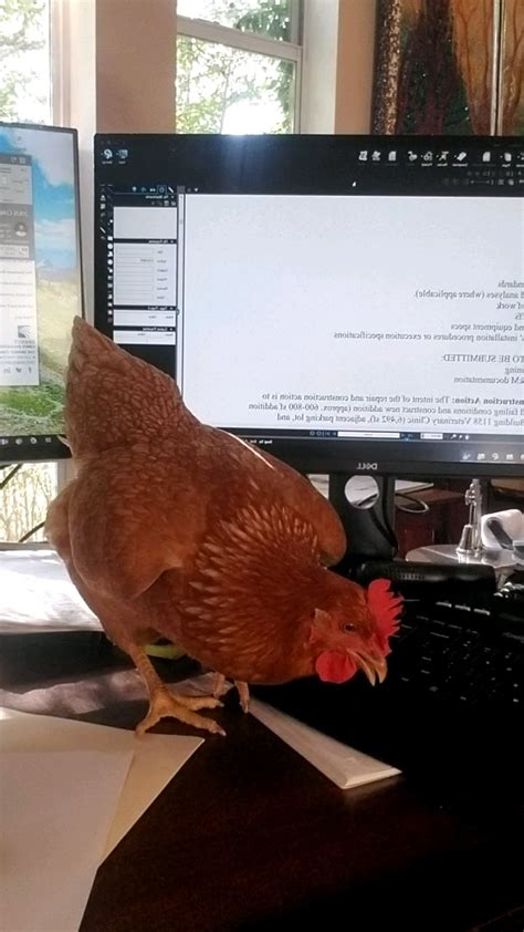 Image result for Hen Using a Computer