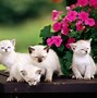 Image result for Very Cute Cats