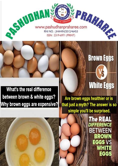 Brown And White Eggs
