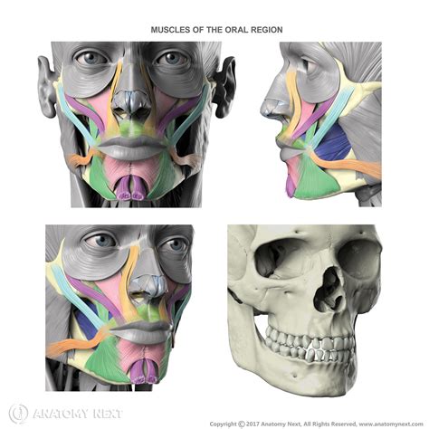 Depressor anguli oris | Anatomy for artists, Human anatomy drawing ...