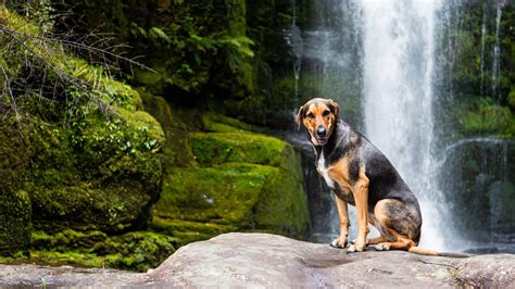 Dog-friendly Waterfalls