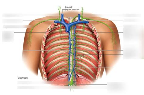 Image result for Lymphatic Trunks