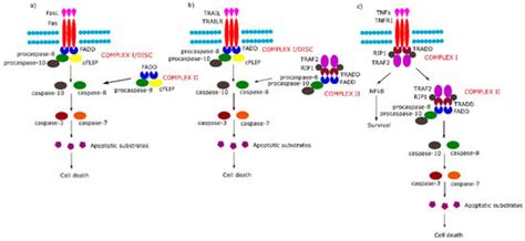 Role of Extrinsic Apoptotic Signaling Pathway during Definitive Erythropoiesis in Normal ...