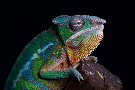 Panther chameleon - Dublin Zoo