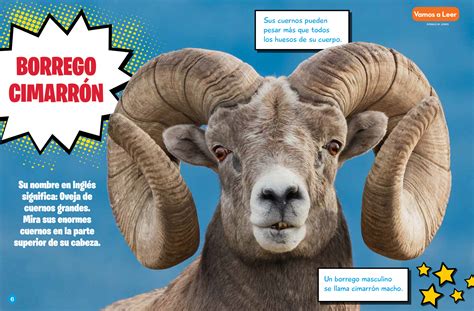 Borrego Cimarrón (Bighorn Sheep – Spanish Translation) - NWF | Ranger Rick