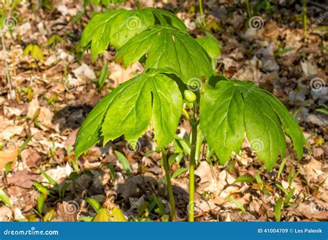 Young Mayapple Plant with a Bud Stock Image - Image of young ...