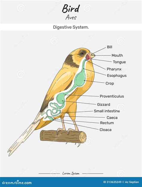 Bird Anatomy Digestive System Canary Yorkshire Illustration Cartoon ...