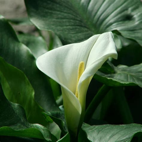 Outdoors, Perennial Calla Lily, Garden (Calla Lilies) Long Lasting ...