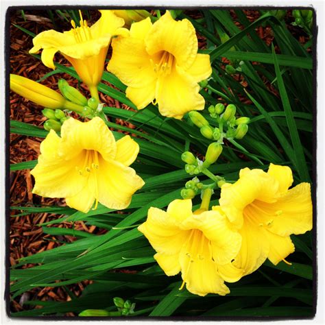Day lilies | Day lilies, Flower garden, Garden