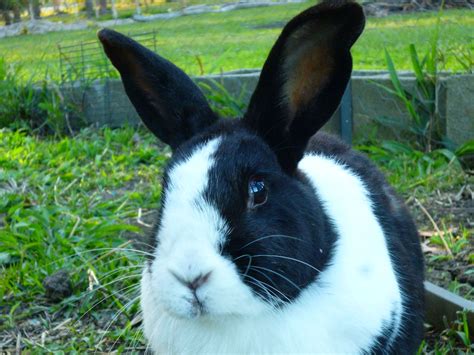 What are you doing? | Black and white rabbit, White bunnies, White rabbits
