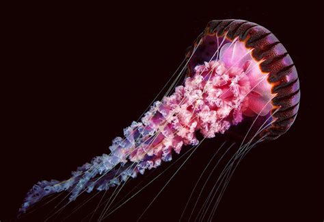 Exploring Africa's Oceans - Africa Geographic
