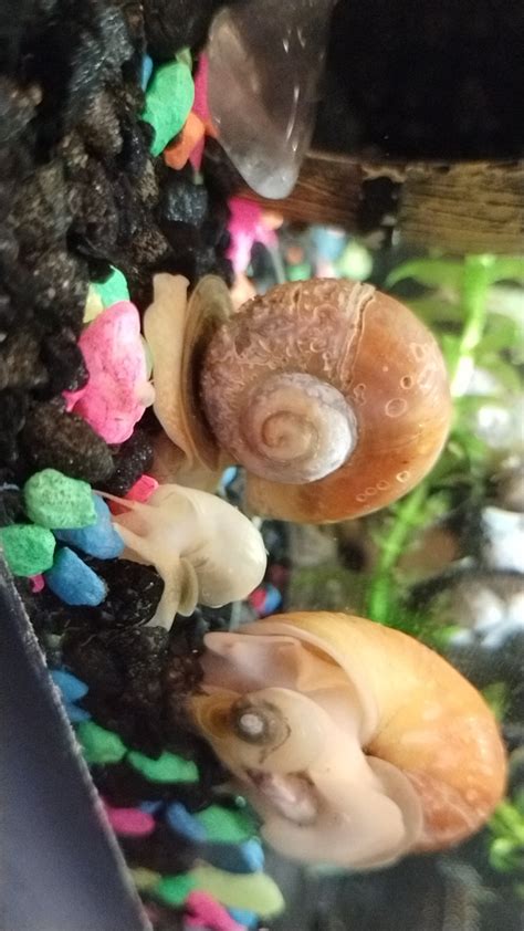 Feed small dead fish to your snail colonies. : r/AquaticSnails