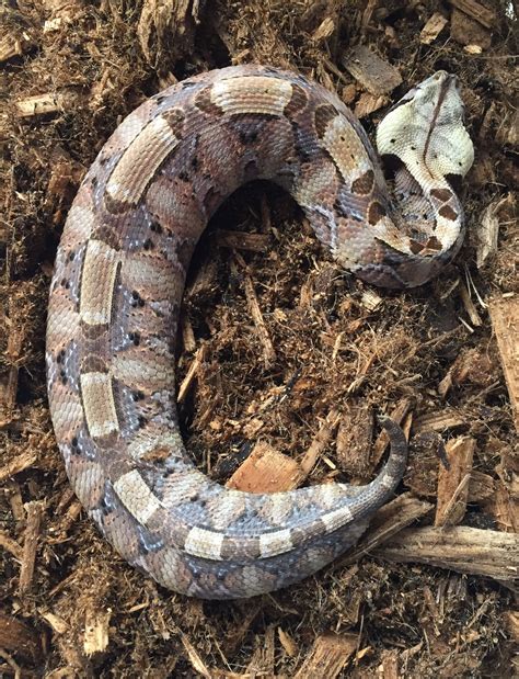 Bitis rhinoceros- West African Gaboon Viper Www.highscalereptiles.com ...