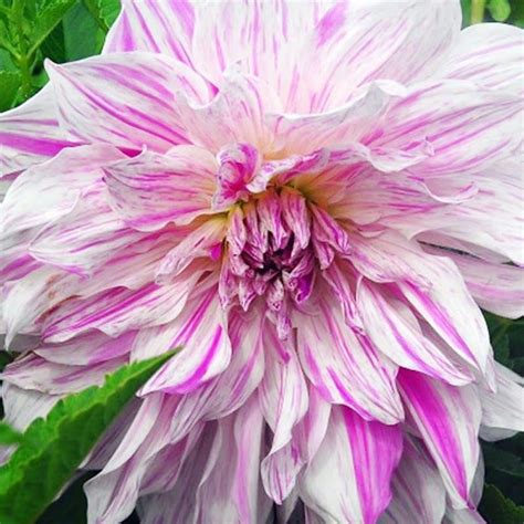 Mom's Special Dinnerplate Dahlia Flower Tuber - Huge Blooms Up to 8 ...
