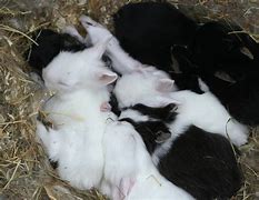 Image result for Baby Bunny Bellies