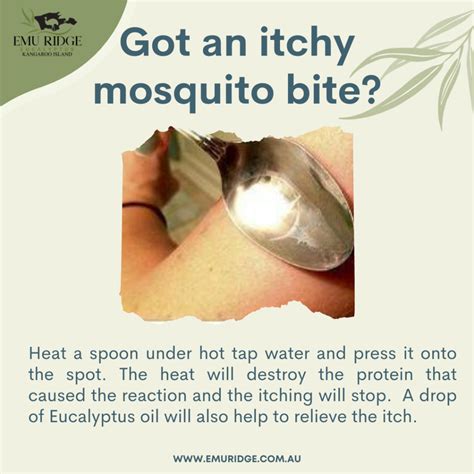 Mosquito Bite Cure With Spoon at Raymond Eudy blog