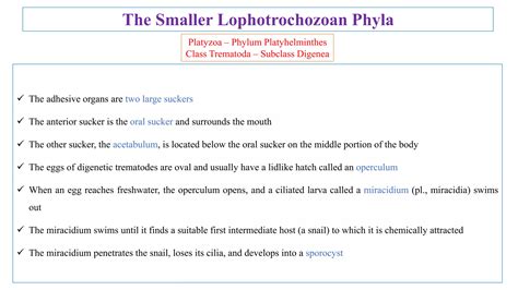 The Smaller Lophotrochozoan Phyla.pptx
