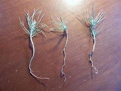 Image result for Ponderosa Pine Seedlings