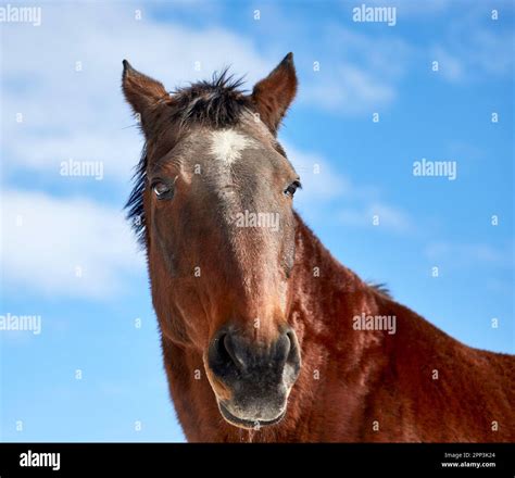 Oldenburg horse hi-res stock photography and images - Alamy