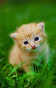 Image result for World's Cutest Kitten in Japan