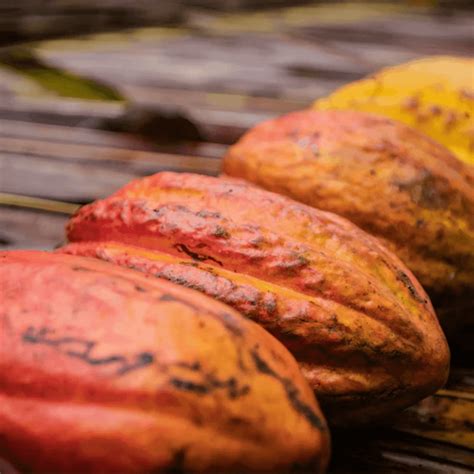 What is PGPR, and why is it added to chocolate? - Cocoa Runners