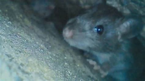错过这部纪录片，你可能不会知道老鼠究竟有多可怕 - 知乎