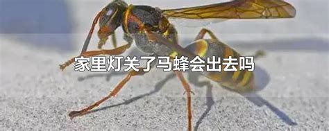 马蜂来家里是福还是祸？无关祸福，只能说家里环境适合马蜂筑巢！