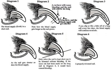 best sedative for dog nail clipping