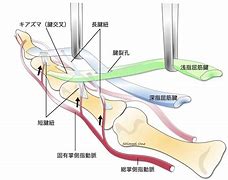 腱 的图像结果