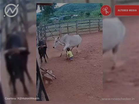 Fact Check: AI-Generated Video Of Cow Protecting Child From Attack By ...
