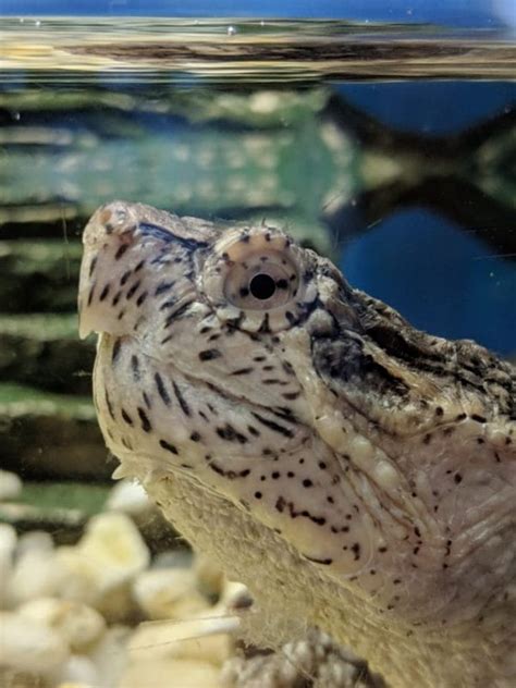 Image result for Purging Snapping Turtle