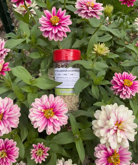 Cryptolaemus montrouzieri - Mealybug Control – TipTopAg