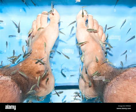 Fish spa feet pedicure skin care treatment with the fish Rufa Garra, also called doctor fish ...