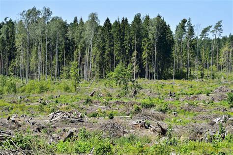 砍伐, 破坏森林, 森林中的破坏土地照片-正版商用图片0zr2w8-摄图新视界