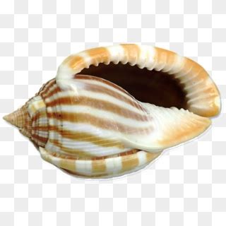 Image result for Shell Anklets