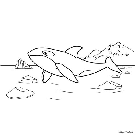 Orca Whale Coloring Page