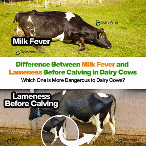 Understanding Milk Fever and Lameness Before Calving in Dairy Cows - Dairyverse - milk in fever