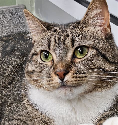 Humane Society of Cobb County – Humane Society of Cobb County