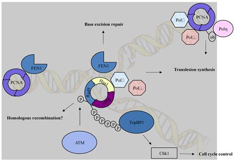 Biomolecules | Special Issue : DNA Damage Response