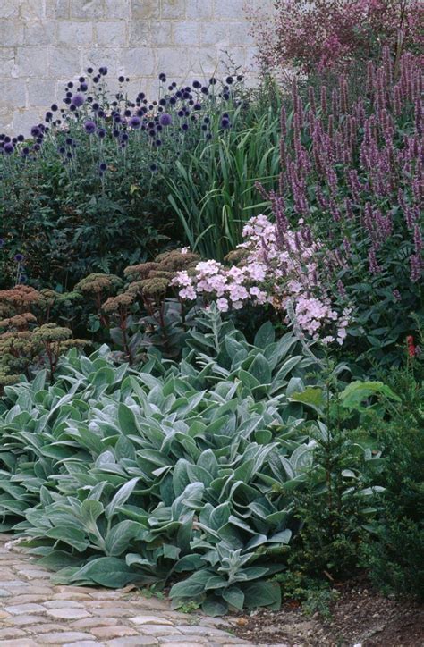 How to Successfully Grow Lamb's Ear: A Field Guide to Planting, Care ...