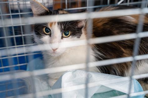 Paws in Oz hosts first feral clinic - Butler County Times-Gazette