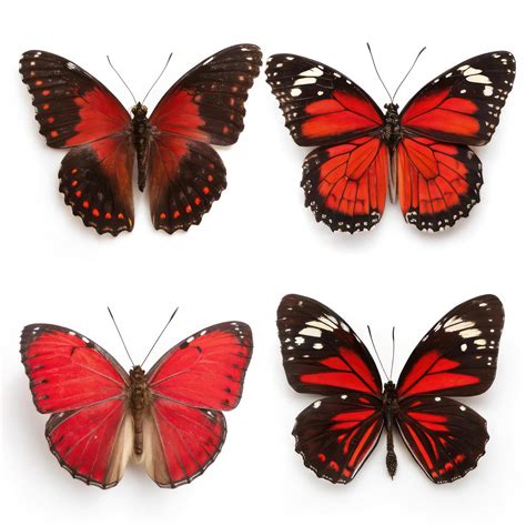 Different Types Of Butterflies