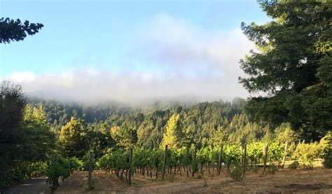 Chaine d’Or Vineyards Visit Wineries of the Santa Cruz Mountains
