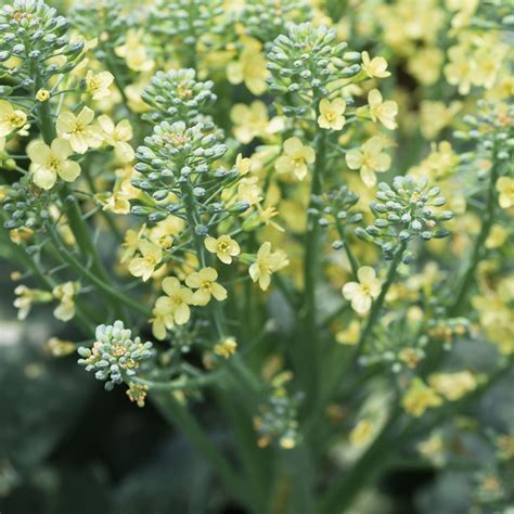 Broccoli Flower