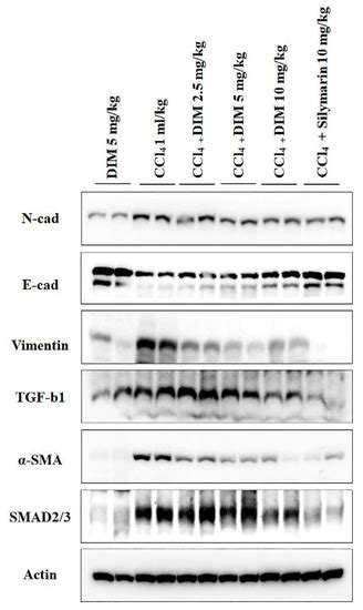 Hepatoprotective Effects of a Natural Flavanol 3,3′-Diindolylmethane ...