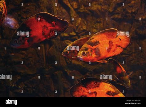 Catching Exotic Fish for Aquarium 的图像结果