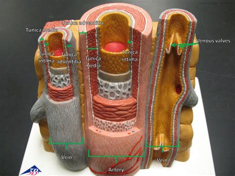 Image result for Interpretive Program Outline Example