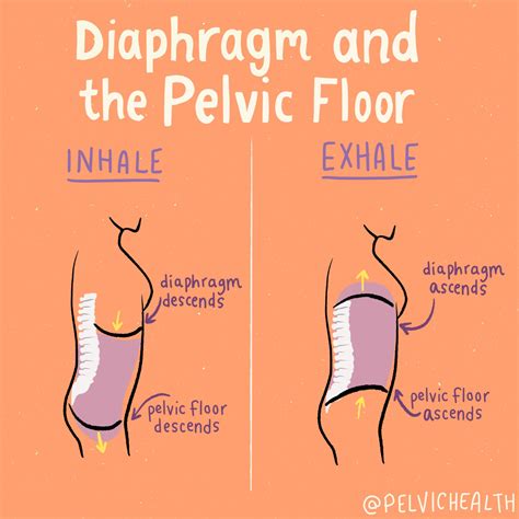 What's Wrong With My Pelvic Floor? - Moment of Truth Physical Therapy