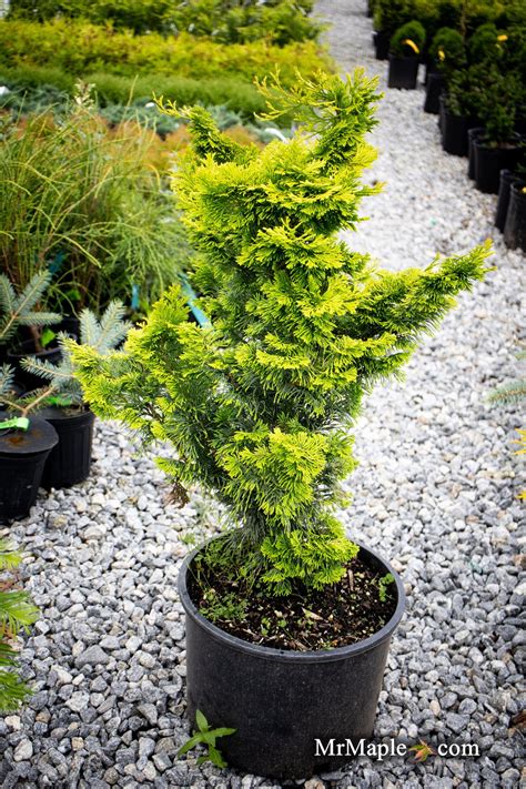Buy Chamaecyparis obtusa 'Golden Fern' Dwarf Golden Hinoki Cypress — Mr ...
