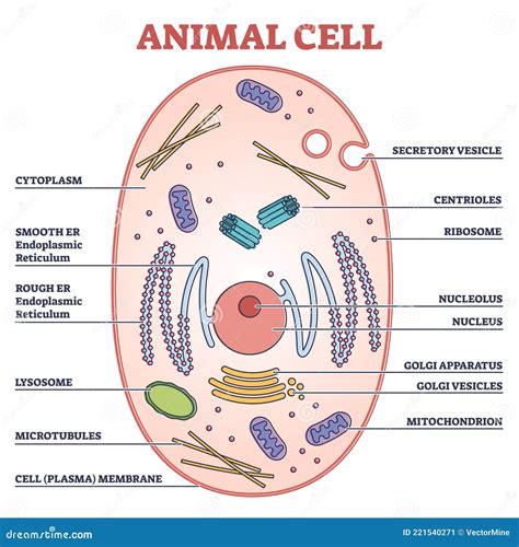 Animal Cell with Labeled Anatomic Structure Parts Diagram Outline ...